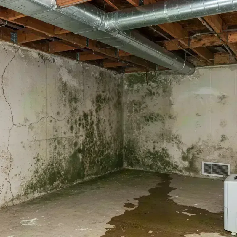 Professional Mold Removal in Farmington, MO